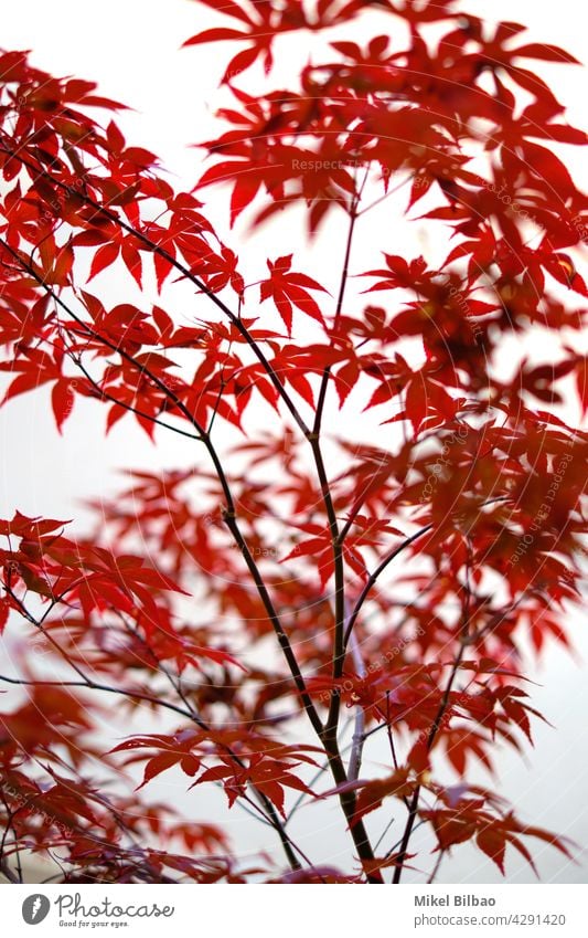 Red leaves of small maple tree. japan zen leafy Japanese maple ornamental seasons autumn autumnal garden nature foliage color fall nobody vegetation beauty