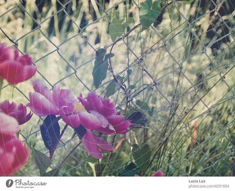 Peonies, pink in the evening sunshine, behind them wire mesh fence Peony peonies evening light summer light early summer Bright pretty vine Tendril