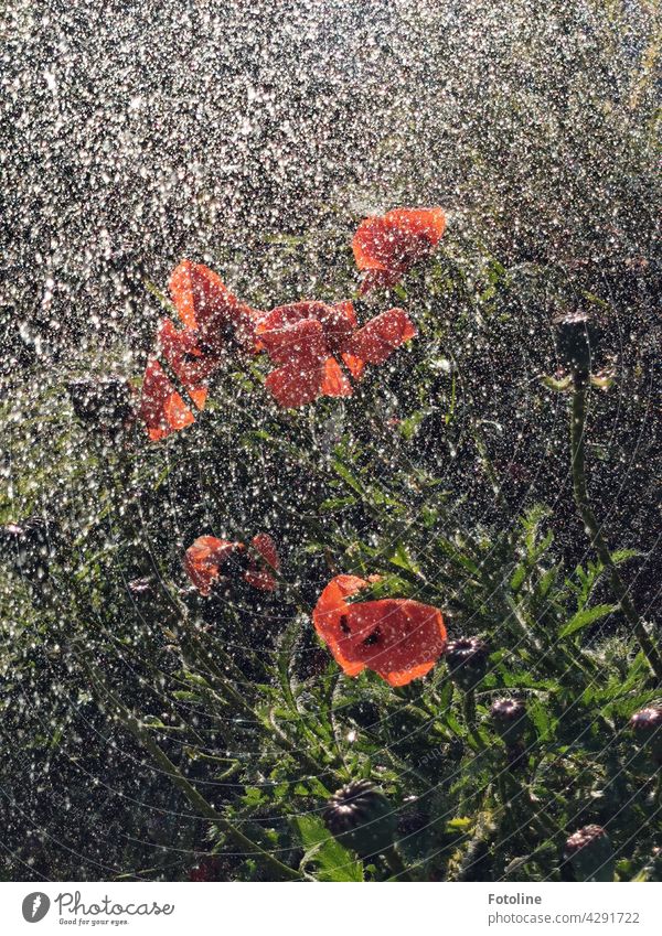 Fotoline stood in the garden with her garden hose and watered the plants. The light... the water... the poppies... that's when she pulled out her phone. She just couldn't help herself. Yes, this is a cell phone photo.