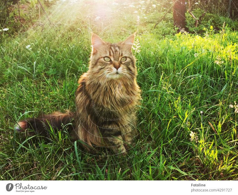 Like a queen, the Maine Coon cat sits in the soft grass of the garden and lets the sun shine on her fur. maine coon cat Cat Pelt feline Fluffy Longhaired cat