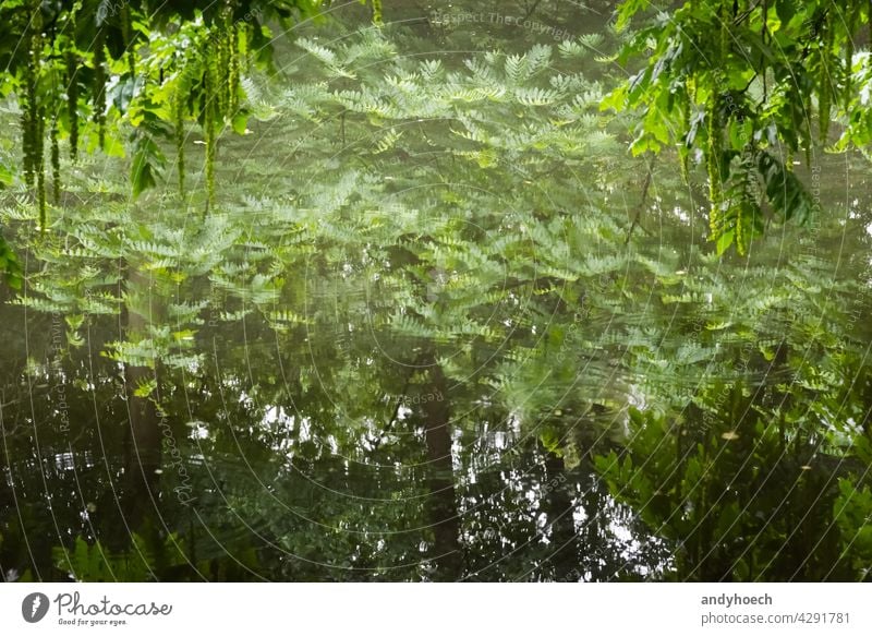 Trees are reflected in a smooth surface of water abstract Background beautiful beauty bright calm concept copy space environment forest framed fresh green lake