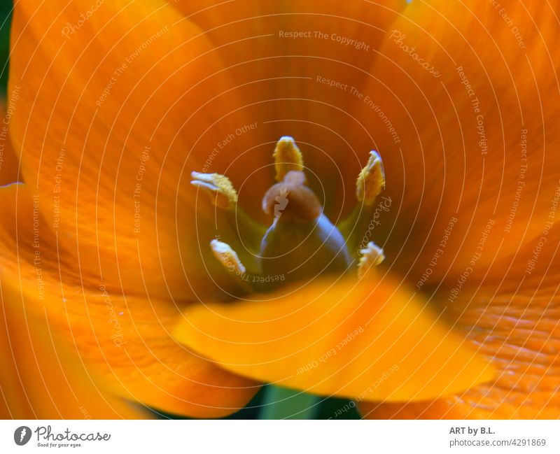 mitten drin orange blüte makro Ornithogalum umbellatum stern von bethlehem milchstern pflanze blume