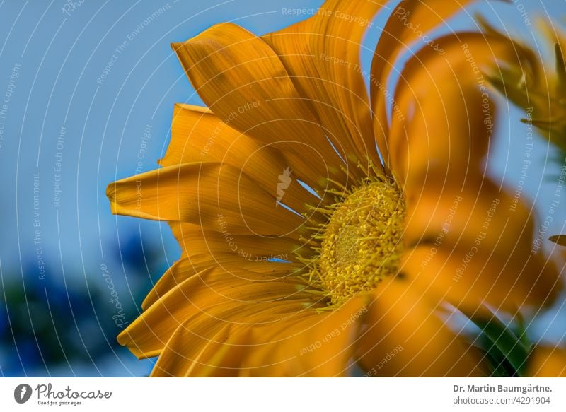 Inflorescence of a gazanie Gazania Midday Gold Plant Flower inflorescence from South Africa Breeding shallow depth of field blossom selection composite