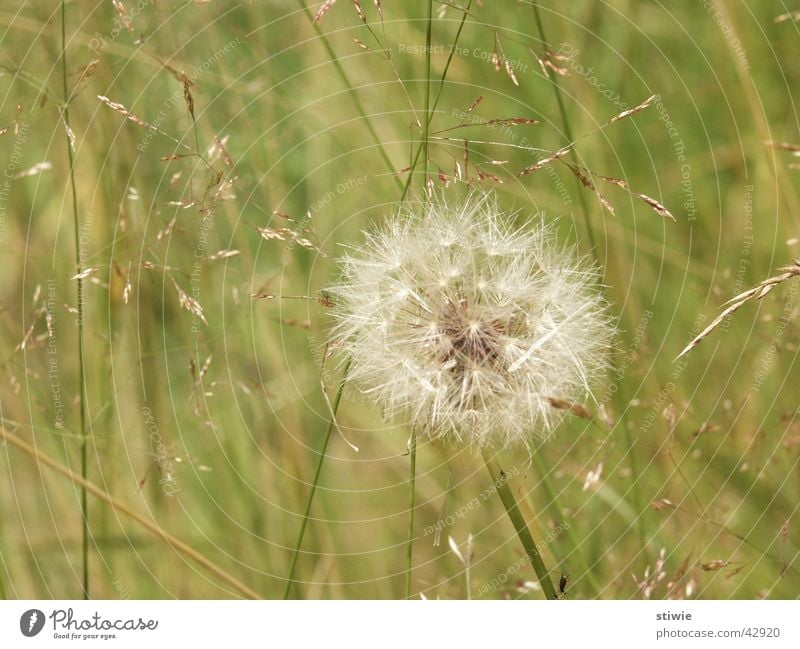 dandelion Dandelion Flower Plant Blossom Grass Green Summer Autumn blowball Lawn Wind