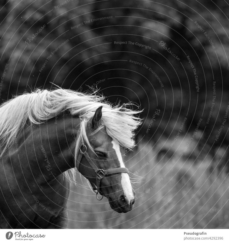 Haflinger Horse Mane portrait Movement