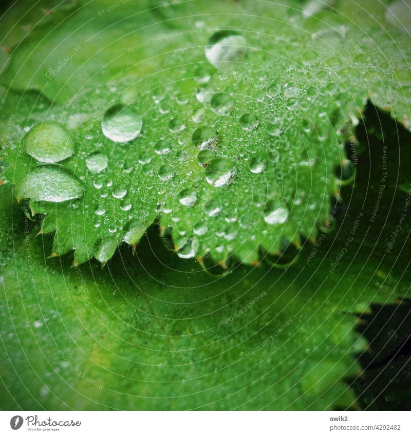 washing day Leaf Leaf green Foliage plant Wild plant Water Precipitation Moistened Drop water pearls raindrops Mysterious sparkle shine luminescent Deserted