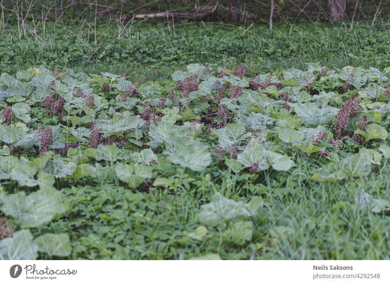 Flowers and leaves of pink butterbur (Petasites hybridus) on meadow background bloom blossom bog common devils early flora flower flowers garden gardening green