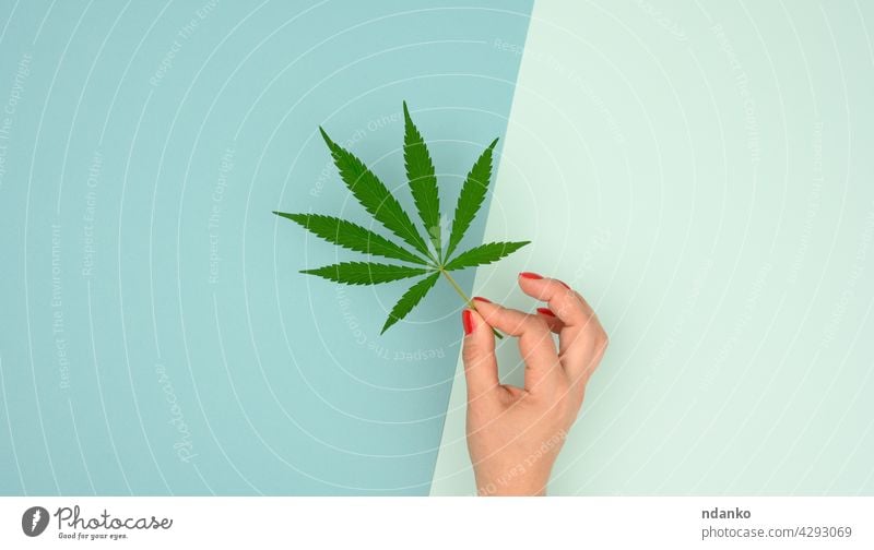 female hand holding green cannabis leaf on blue background, concept of legalization medicine hemp marijuana plant herb drug medical weed nature agriculture