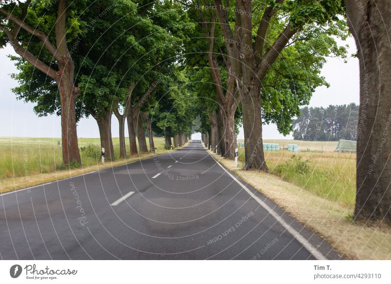 an old Brandenburg avenue Landscape Avenue Tree Nature Exterior shot Deserted Colour photo Environment Lanes & trails Street Country road Traffic infrastructure