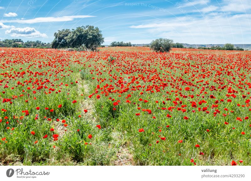 Red poppies in a field, spring background Castilla La Mancha Spain beautiful beauty bloom blossom color countryside decorative environment flora floral flower