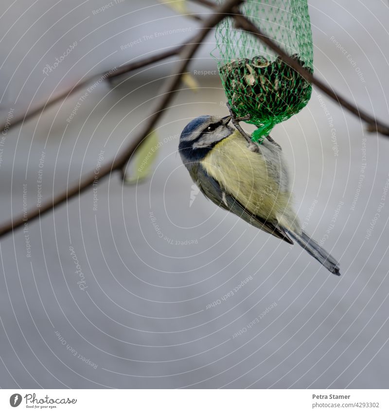 Blue tit hanging from feed bag Tit mouse Bird Animal Wild animal Yellow Suspended Feed Bag food Food intake Exterior shot twigs Full-length nobody Deserted
