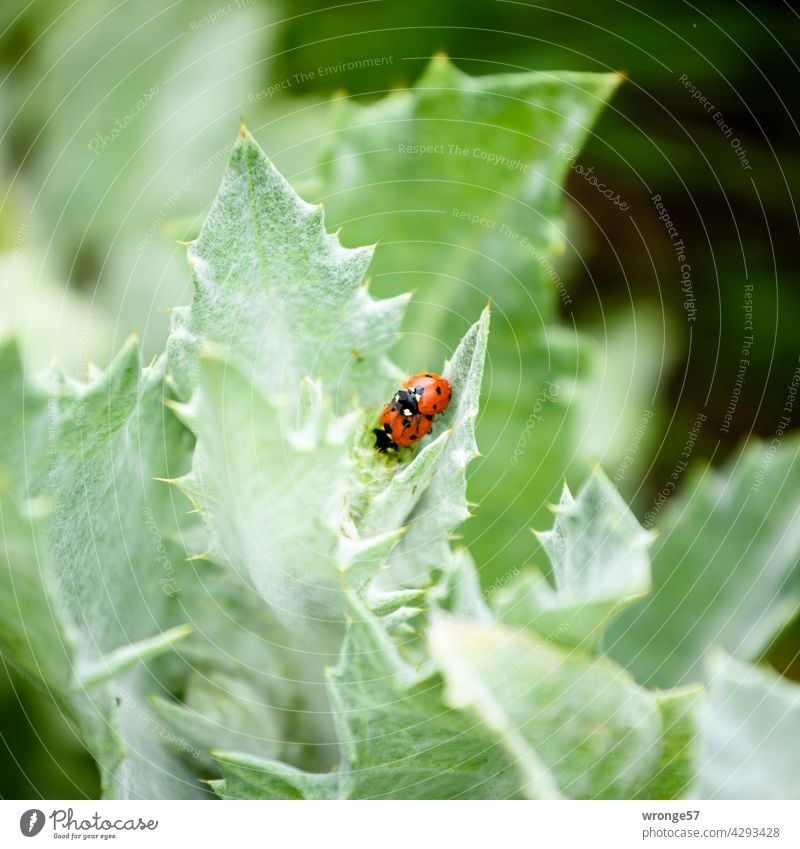 2 ladybugs have fun in the green Ladybird Summer Green leaves Leaf green augmentation Propagation Reproduction in the animal world Beetle insects Nature Insect