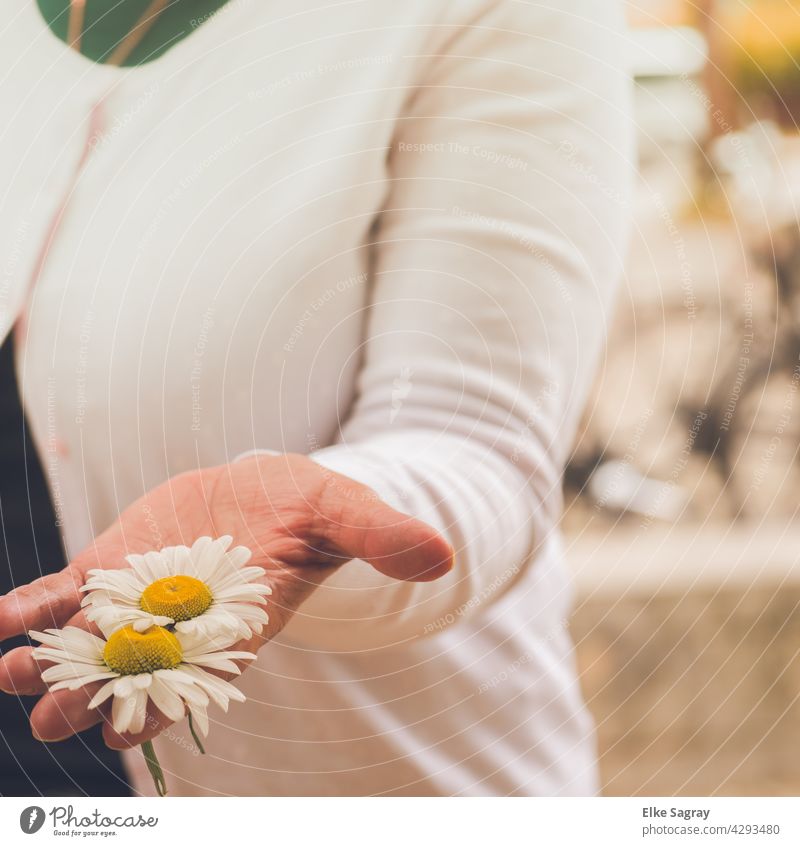 Flower heads in ladies hand Hand Fingers flowers Woman Feminine Colour photo Exterior shot Romance Blossom Nature Blossoming