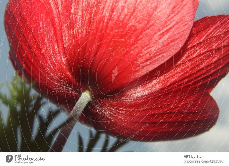 Rear view of a red anemone Red Flower Blossom fiery red Nature petals veins veining fibers flowery Close-up