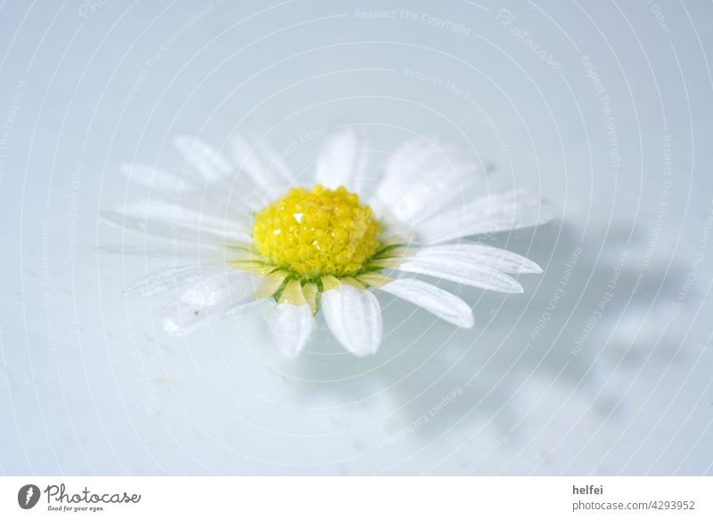 Daisy floating in water with shadow, macro shot in studio Water Blossom Macro (Extreme close-up) Meadow flower daisy petals Thousand Beautiful Wild plant