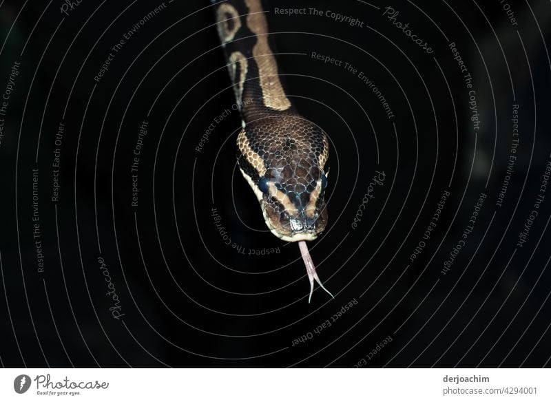 A striped snake head on a dark background, taking out her tongue and tonguing.... Snake Colour photo Wild animal Close-up Animal portrait Deserted Exotic