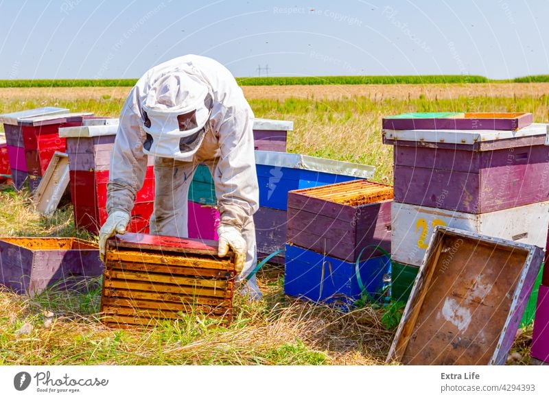Apiarist, beekeeper is working in apiary, row of beehives, bee farm Activity Apiary Apiculture Arranged Bee Beehive Beekeeper Beekeeping Brood Busy Cap Care