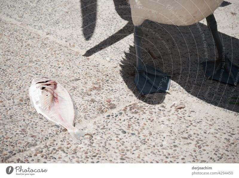 Small between meal. Only the fish, flat as a flunter, feet, belly and shadow of the pelican are visible. Fish Nutrition Fresh Raw Close-up Meal Delicious