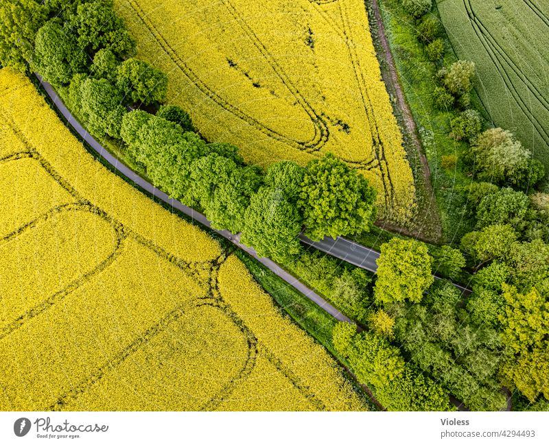 BirdPerspective Canola Canola field Agricultural crop Yellow Bird's-eye view Country road agrarian Agriculture structures from on high Tracks Blossom Harvest