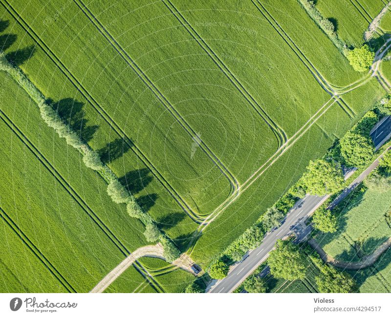 tracks in the field Field trees structures from on high Tracks Harvest Agriculture agrarian Country road Bird's-eye view Agricultural crop Grain trace reap