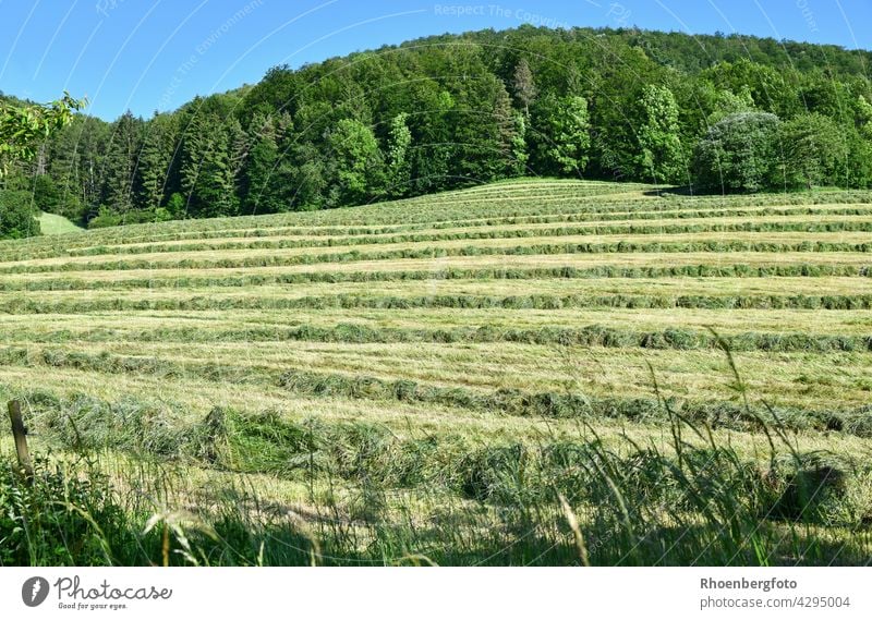 freshly mown grass on a slope Hay Harvest Hay harvest Grass grasses Summer warm ardor Temperature Dry Meadow Willow tree flowers Rhön Field Agriculture