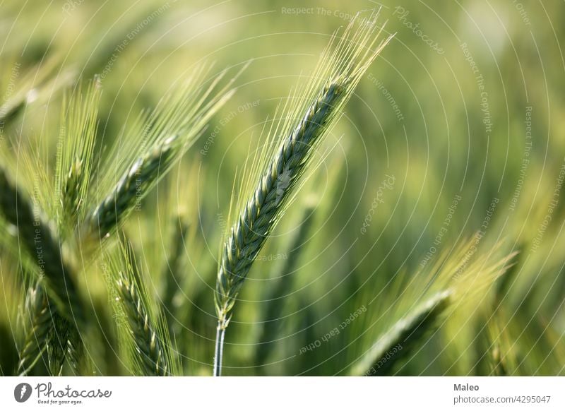 Close up of young green wheat on the field nature plant grow growth agriculture closeup background farm fresh cereal rural seed spring summer beautiful beauty