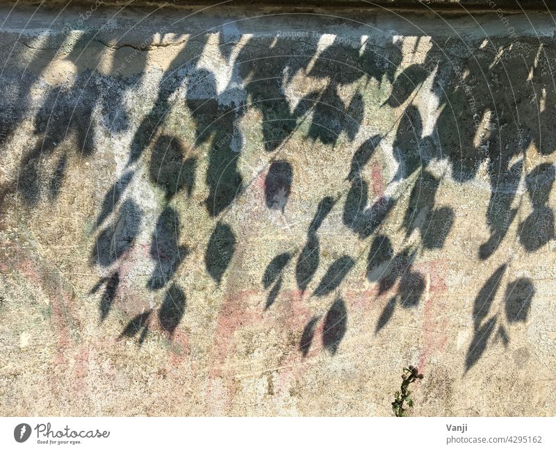 shadowy existence Shadow Plant leaves Leaf Wall (barrier) Stone Wall (building) Deserted background Light Exterior shot Day Facade Nature Contrast Colour photo
