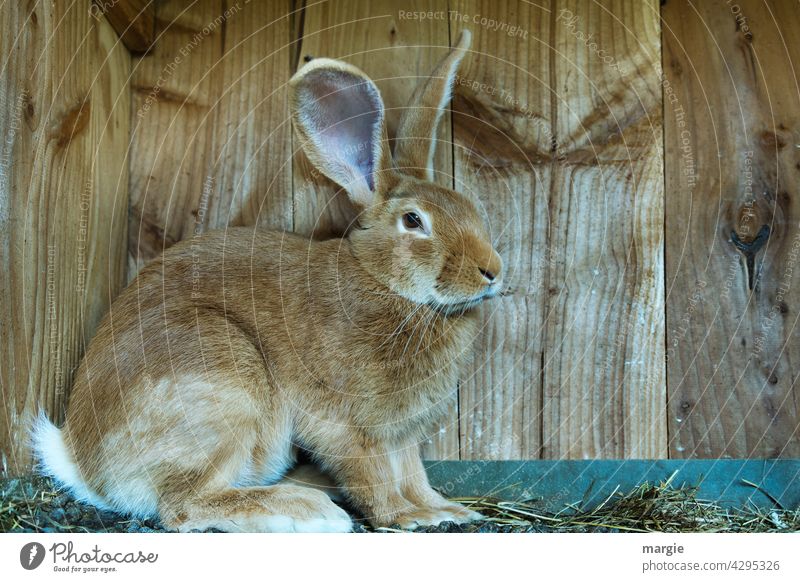 Hare in the hutch Hare & Rabbit & Bunny Easter Animal Long shot Central perspective Deserted Close-up Exterior shot Subdued colour Colour photo Scaredy-cat