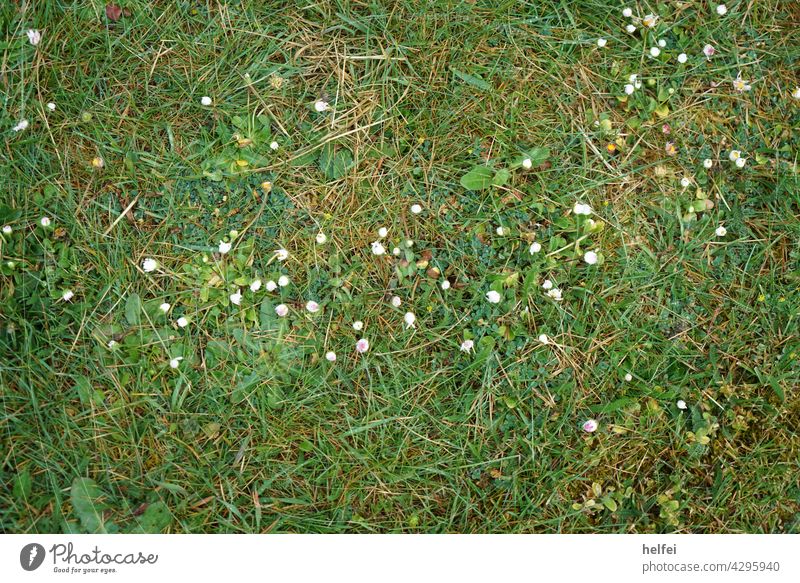 Daisies in the green meadow Top view in detail daisy Daisy Perennial daisy Spring Meadow Green White Meadow flower Blossoming blossom Daisy Island margritli