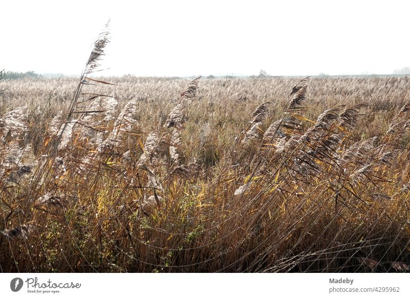 Stalks and grasses in the wind in autumn at the wheel of a field behind the dike in Bensersiel at the coast of the North Sea near Esens in East Frisia in Lower Saxony