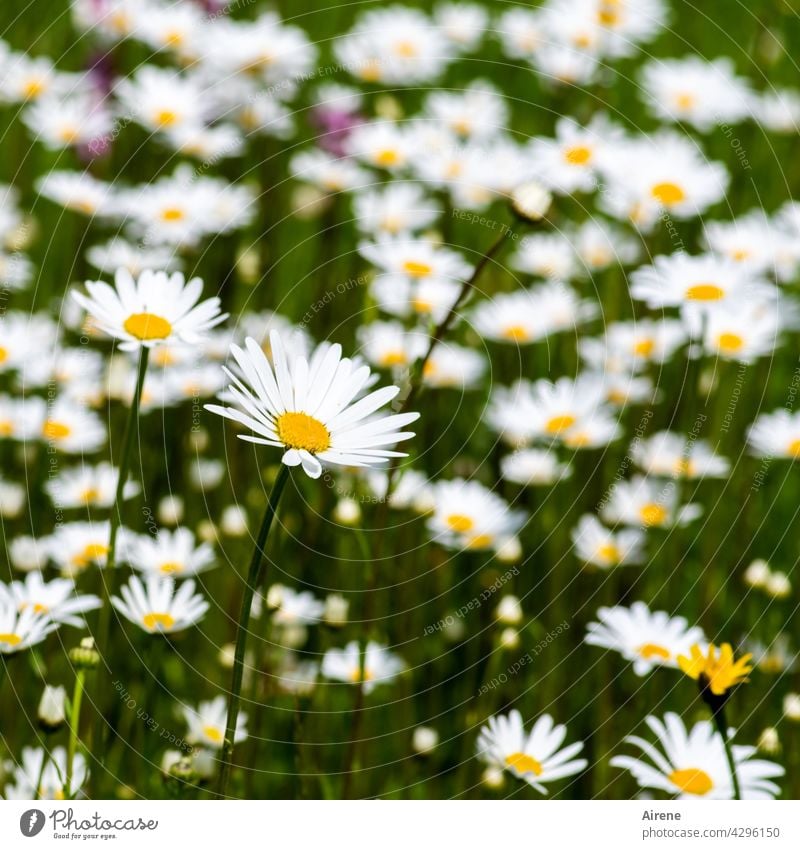 more daisies marguerites Flower meadow Meadow flower White Summer Green naturally Nature Summery Garden Summer's day blossom Blossom Blossoming blossoms