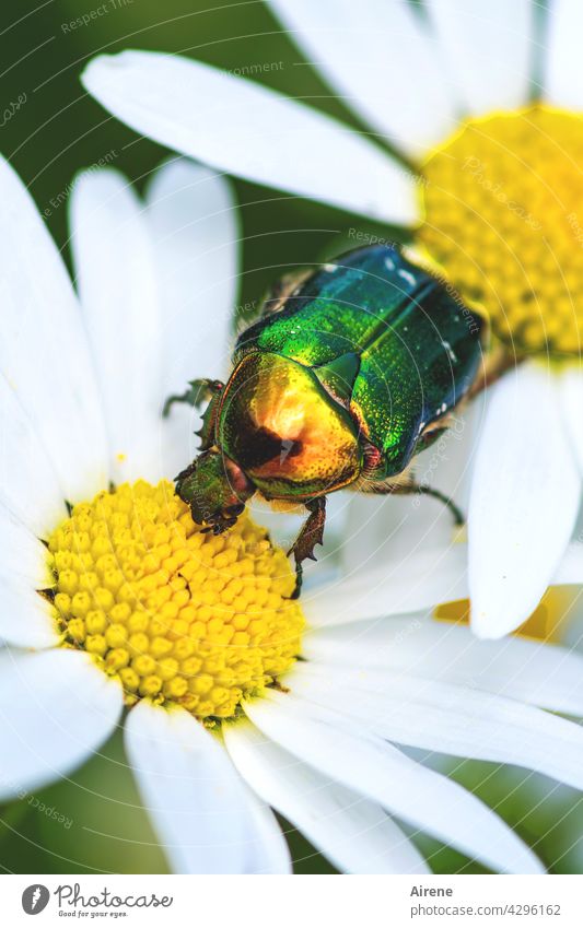 Rose beetle on the loose Marguerite Beetle White Yellow Green Glittering golden Dazzling Crawl Blossom Pollen pollination pollen blossom Garden Summer Meadow