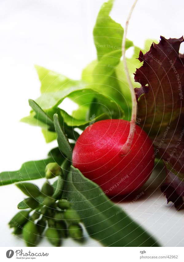 so´n salad Radish Lollo rosso Green Red Violet Crunchy Healthy Wellness Vitamin Lettuce Rucola To enjoy