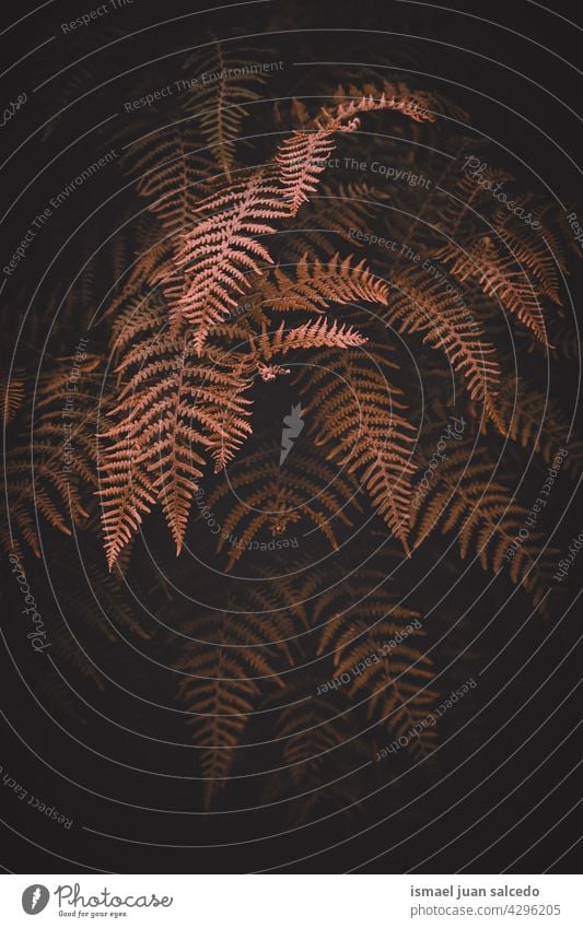 brown fern leaves in the nature in autumn season plant leaf abstract texture textured garden floral decorative outdoors fragility background natural