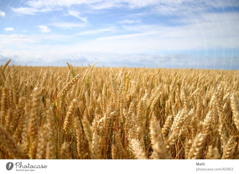 cereal sea Field Wheat Yellow Clouds Grain Sky Blue Gold Far-off places Sun Americas
