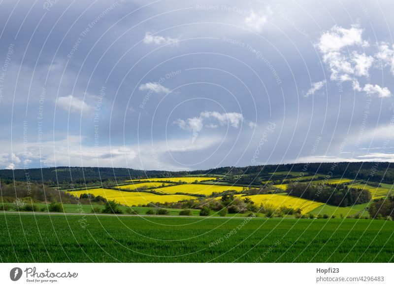 Landscape in spring at the rape blossom Nature Close-up Rural Field Arable land acre Sky Tree Exterior shot Blue Deserted Day Colour photo Sunlight Weather