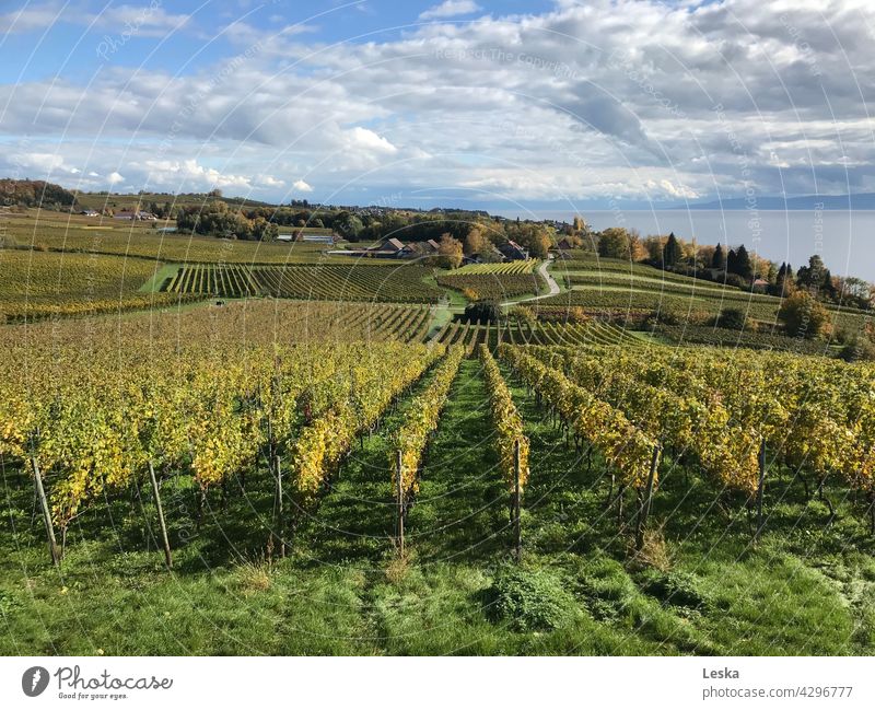 Vineyards, lake and clouds vineyards Lake Clouds grapes vines Green Wine growing Rural Landscape Nature Harvest