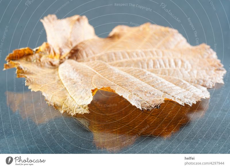 Hazelnut leaf photographed in detail on reflective background Leaf Nut Hazel brown Plant Colour photo Fresh leaves Linden tree Lime tree reflection Early fall
