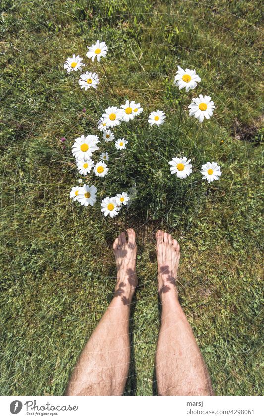 Two feet in front of many flowering daisies left by the lawnmower. from above Joy Observe Hope Growth Contrast Long shot Wide angle Anticipation naturally