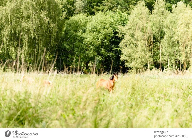 Horses behind tall plants in a meadow near the passing Beke river horses Summer Meadow Grass Animal Willow tree Farm animal Exterior shot Near the river Green