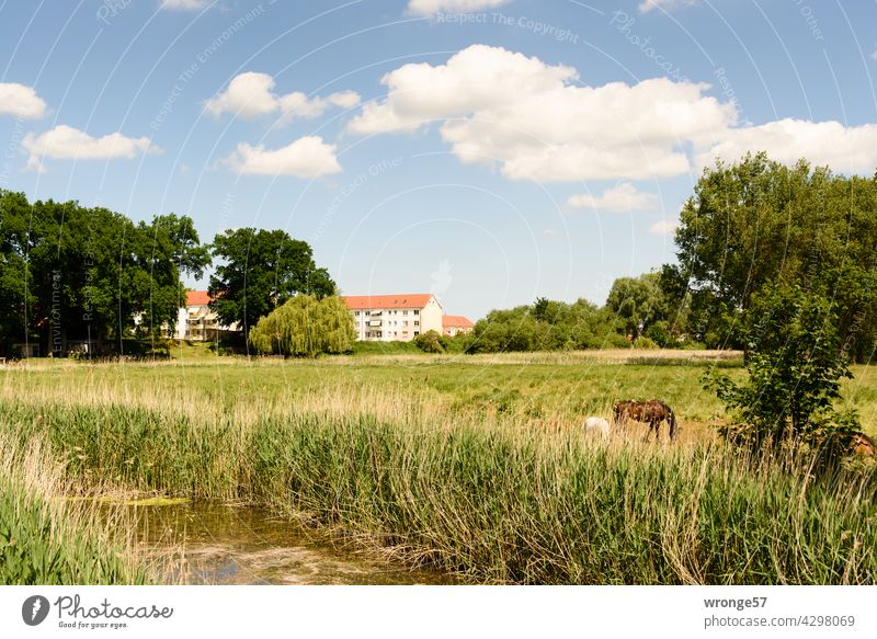 3 grazing horses on the meadows at the edge of the slowly flowing river Beke in Mecklenburg-Western Pomerania Meadow Shore Meadows River Little river drifting