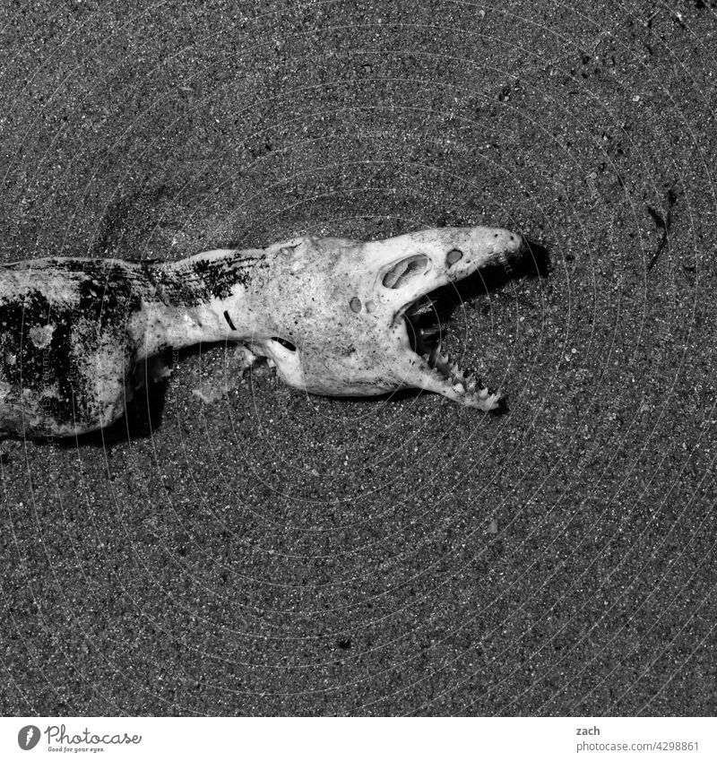 :-( Close-up Dead animal pass away Death Animal Transience Goodbye Fish Ocean Beach Moray Skeleton dead Nature