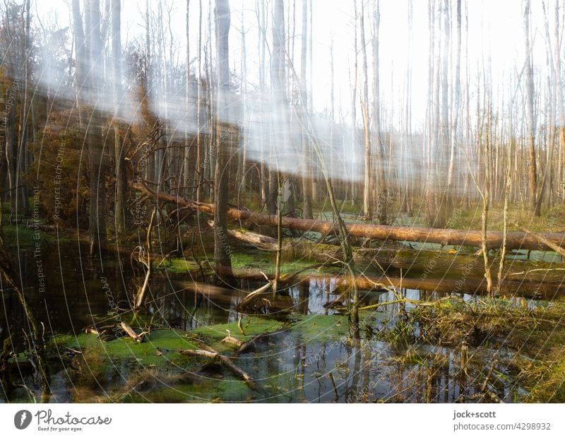 beyond the calm of the moor bare trees Sky Nature Structures and shapes Bog Double exposure Silhouette motion blur Brandenburg Tree stump Marsh Landscape rots