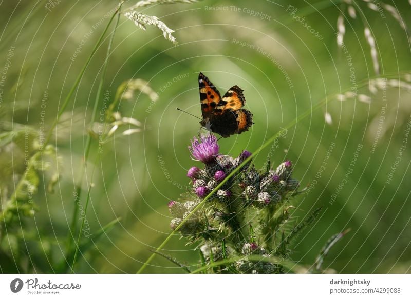 Butterfly, small fox with half opened wings on the blossom of a road thistle Small tortoiseshell the little fox Aglais urticae butterflies Day Exterior shot