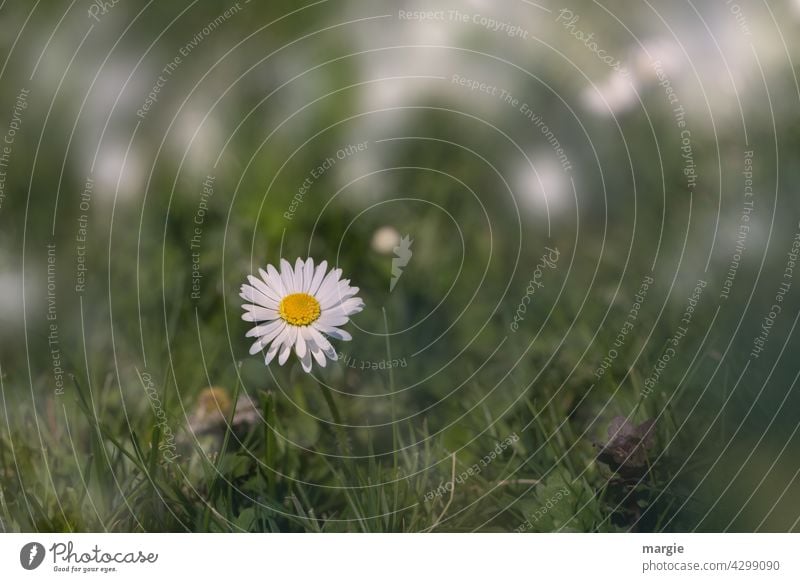 ....I'm a daisy too! Daisy Summer Meadow Flower Grass Plant Lawn Green Blossom Garden Blossoming Exterior shot blurriness Wild plant Flower meadow