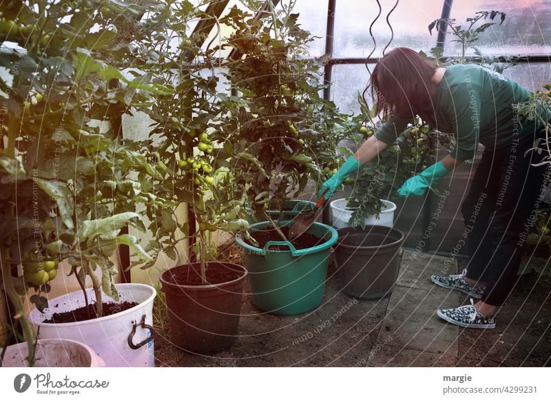 A woman in the greenhouse gardening! Woman Gardener Greenhouse Gardening Growth Fresh Vegetable Nature Plant Food Harvest Nutrition waxing tomatoes nurse