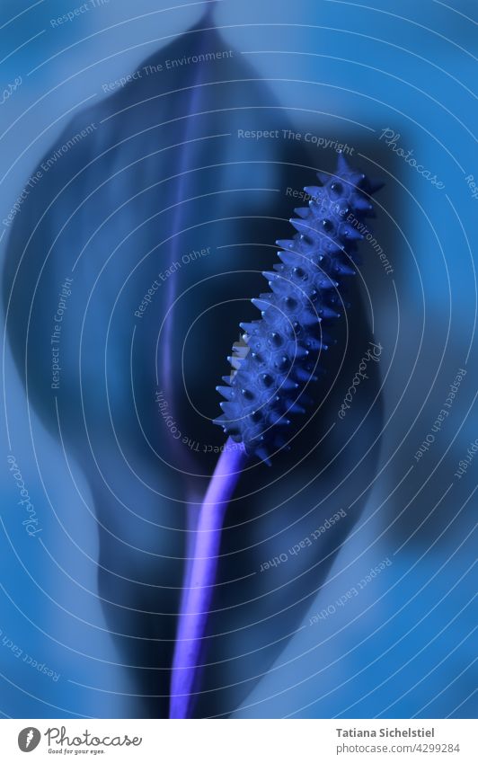 Close-up of a single sheet, inverted Monocle Blue Inverted Artistic Blossom Leaf soft Undulating Brush Abstract creatively