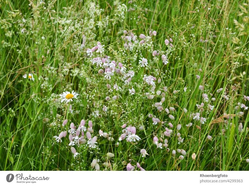 Summer meadow with ragweed and daisies in the high grass campion grapevine glue glue herbs Flower Meadow Flower meadow summer meadow little bell wild flowers