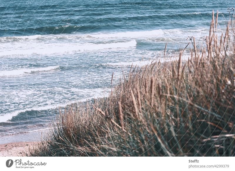 North sea beach with wind and dune grass in Scotland North Sea North Sea beach North Sea coast North Sea wind Relaxation recover Waves Grass Marram grass