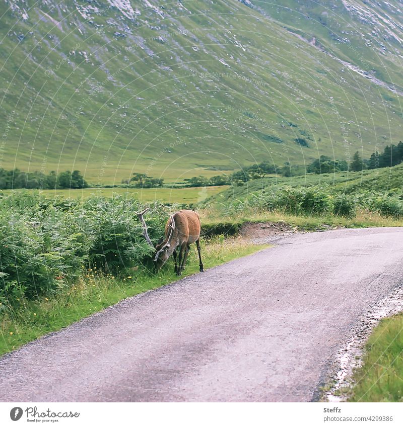 a stag grazes serenely on grass by the roadside in Scotland Scottish Red deer Edelhirsch Roadside encounter Freedom left Free-living Peaceful Nordic especially